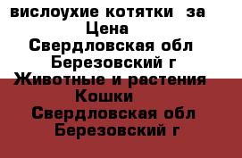 вислоухие котятки, за 1500!!! › Цена ­ 1 500 - Свердловская обл., Березовский г. Животные и растения » Кошки   . Свердловская обл.,Березовский г.